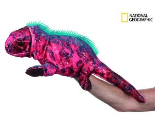 Obrázek z National Geographic maňásek Leguán 